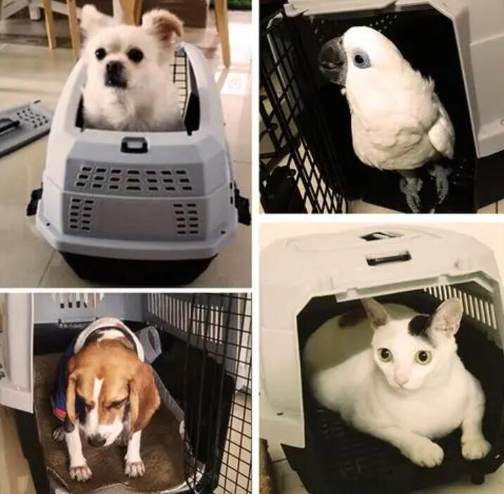 宠物空运快递